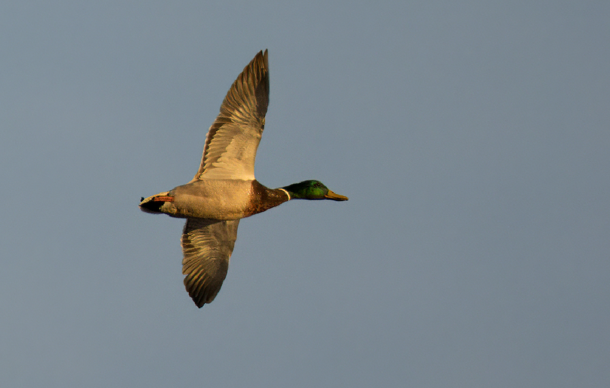 Mallard - Michal Ujčík