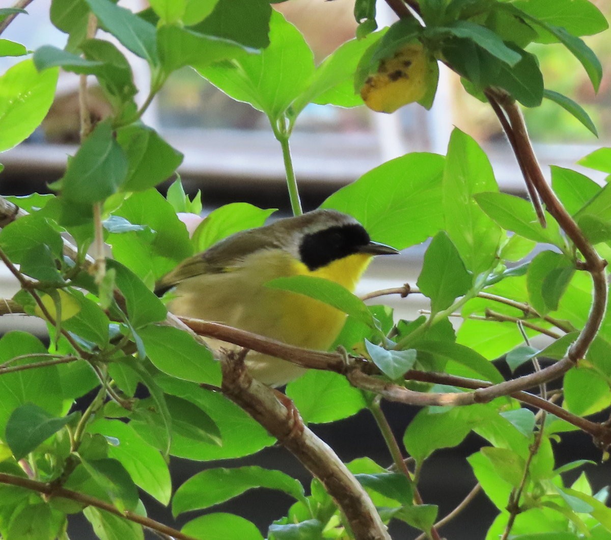 Common Yellowthroat - ML619522504