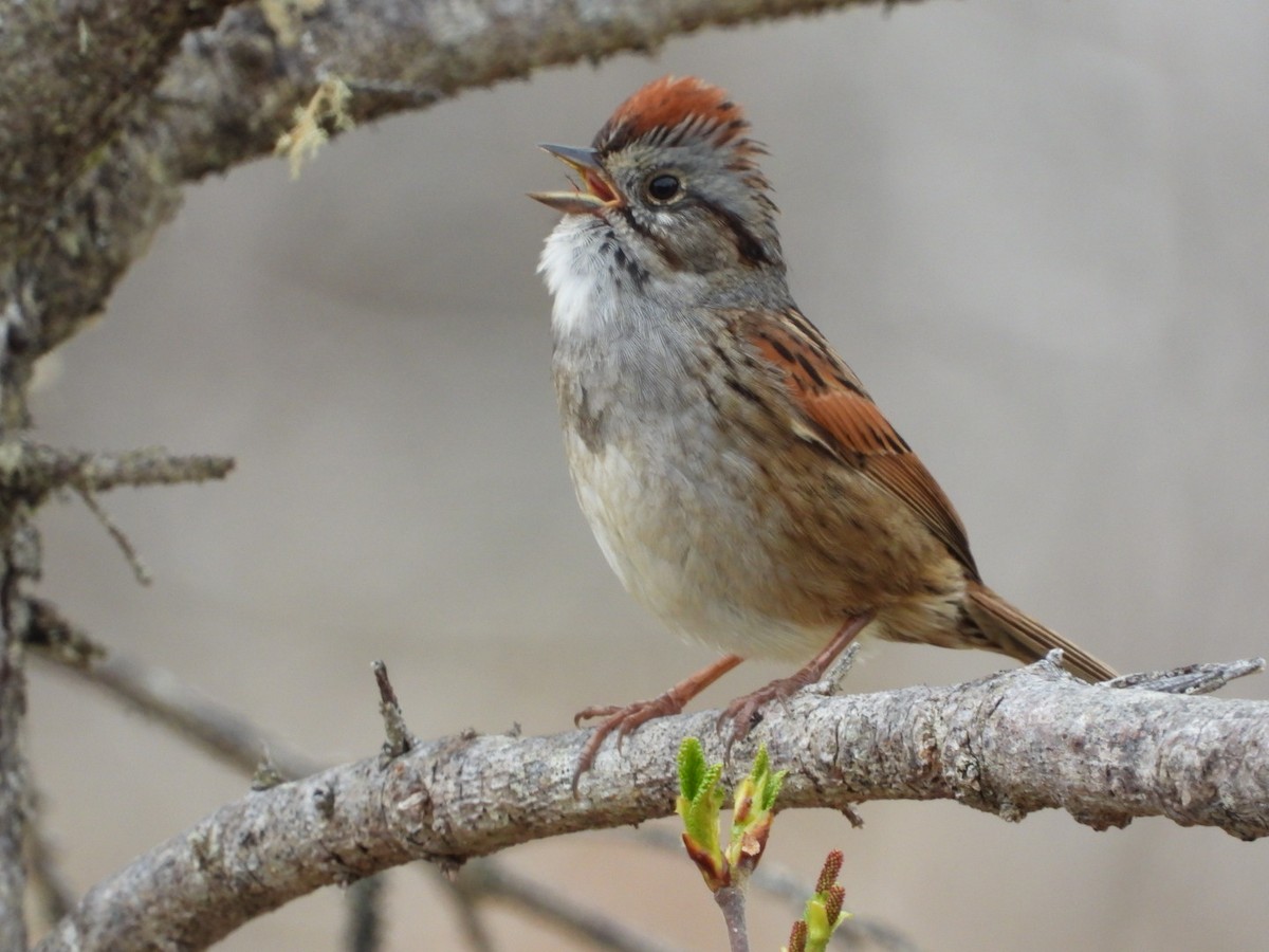 Swamp Sparrow - Brenda Bungay