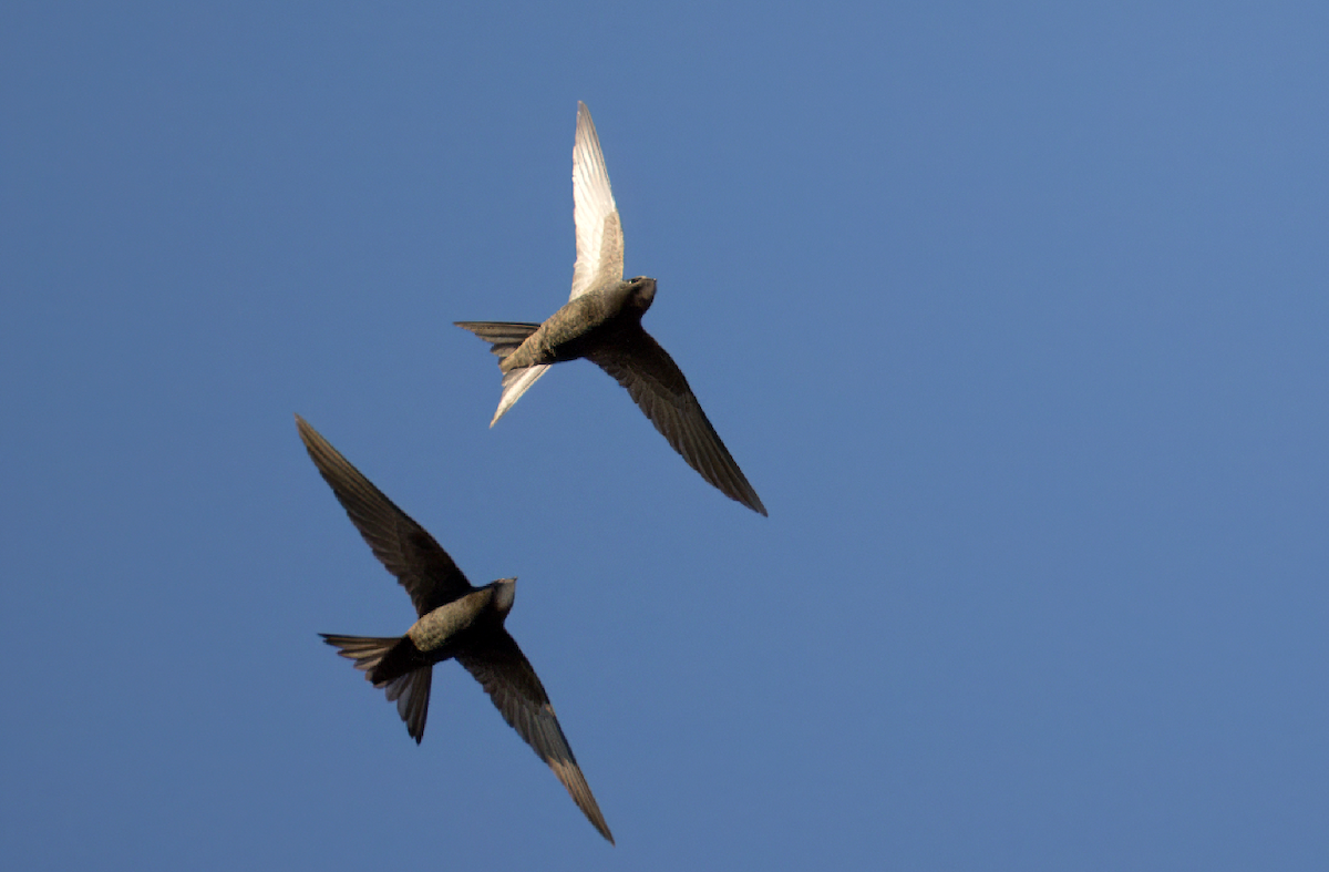 Common Swift - Michal Ujčík