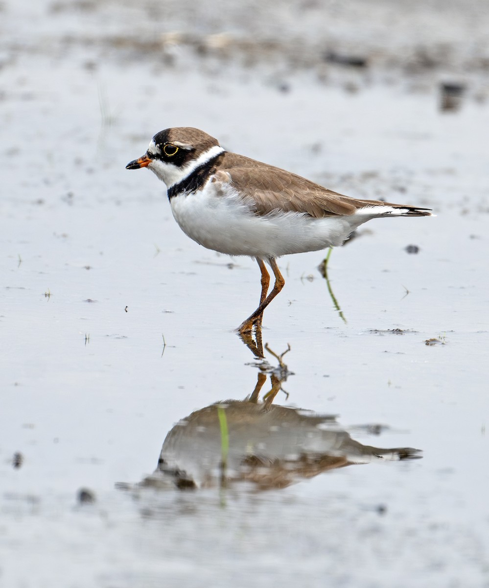 Semipalmated Plover - Greg Courtney