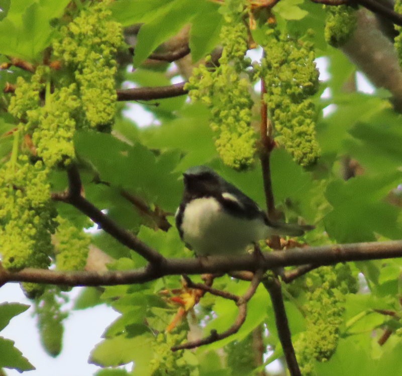 Black-throated Blue Warbler - ML619522520