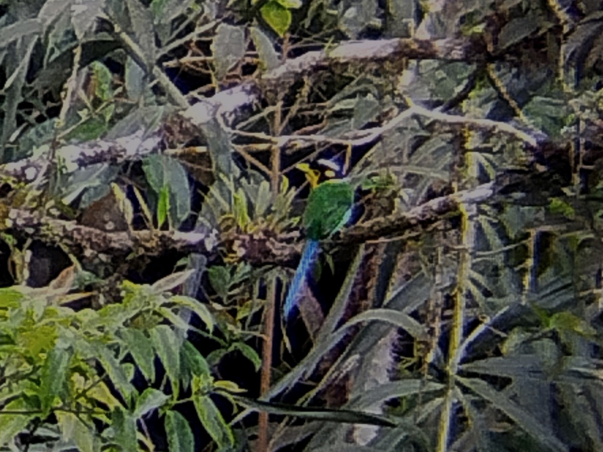 Long-tailed Broadbill - Lars Mannzen