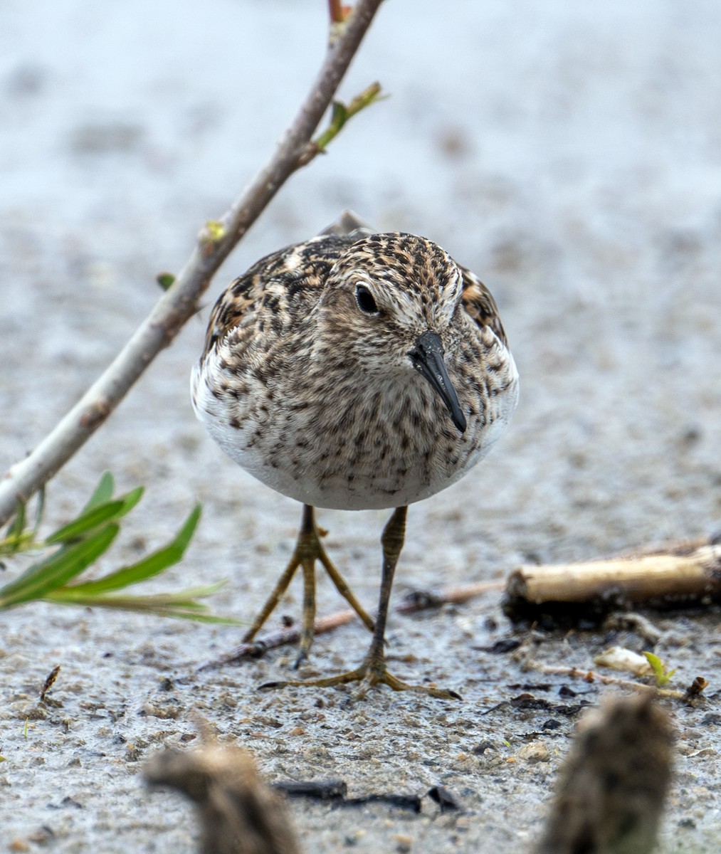 Semipalmated Sandpiper - Greg Courtney