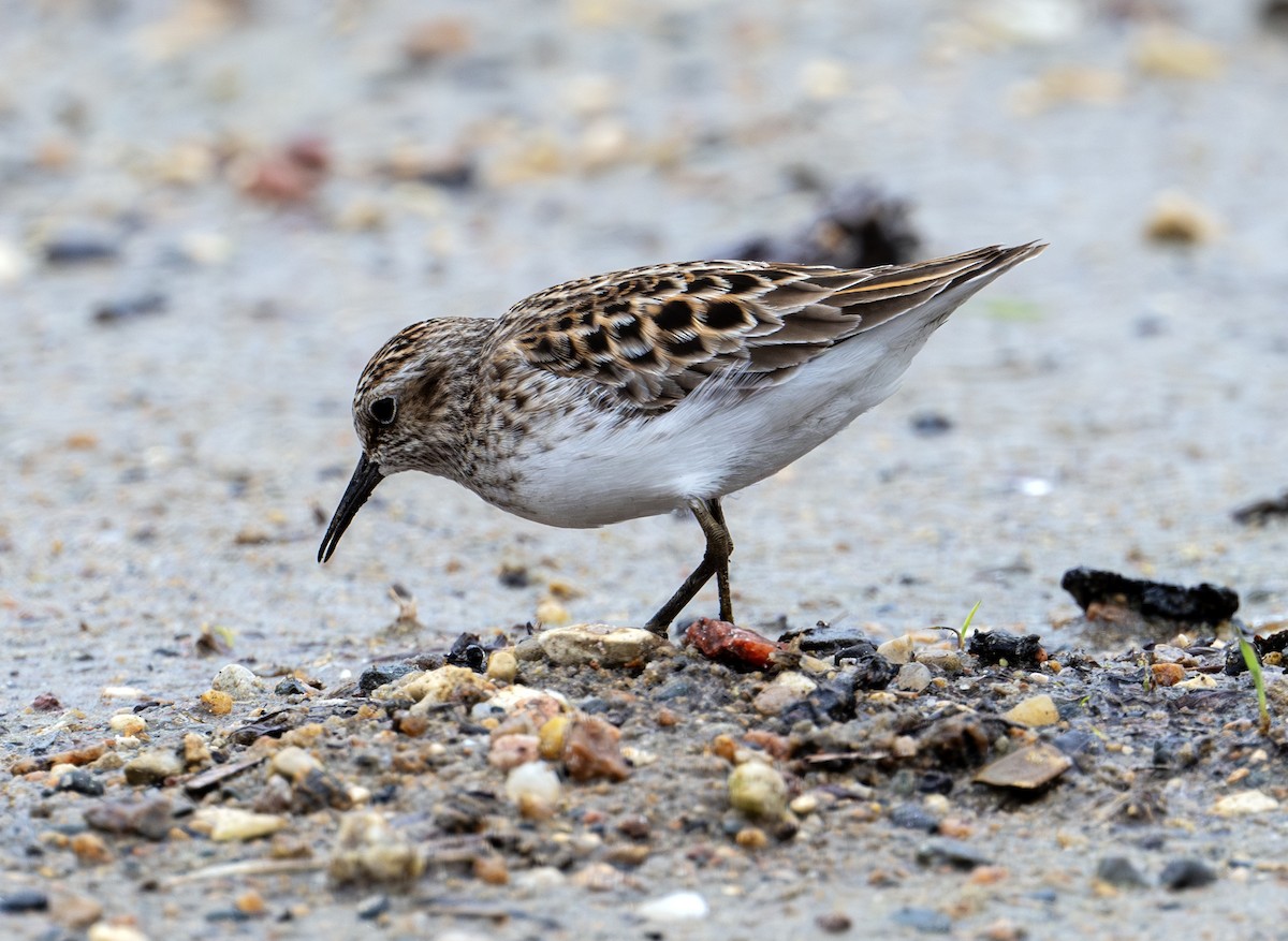 Semipalmated Sandpiper - Greg Courtney