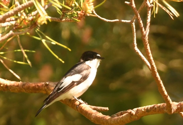 European Pied Flycatcher - Sunanda Vinayachandran