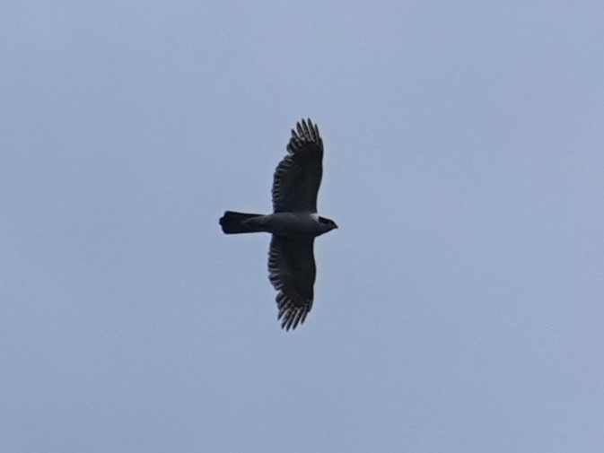 Eurasian Goshawk - ML619522533