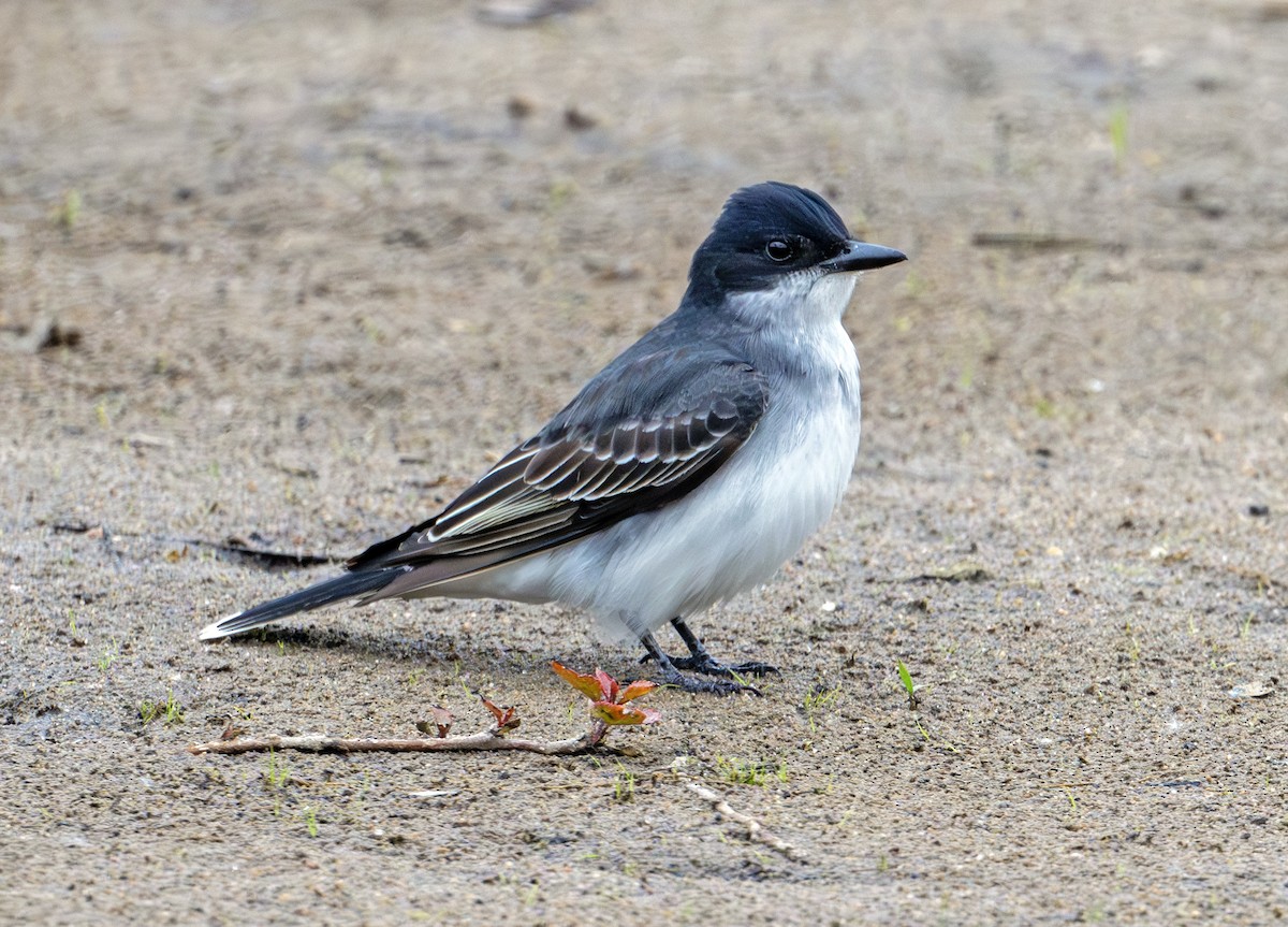 Eastern Kingbird - Greg Courtney