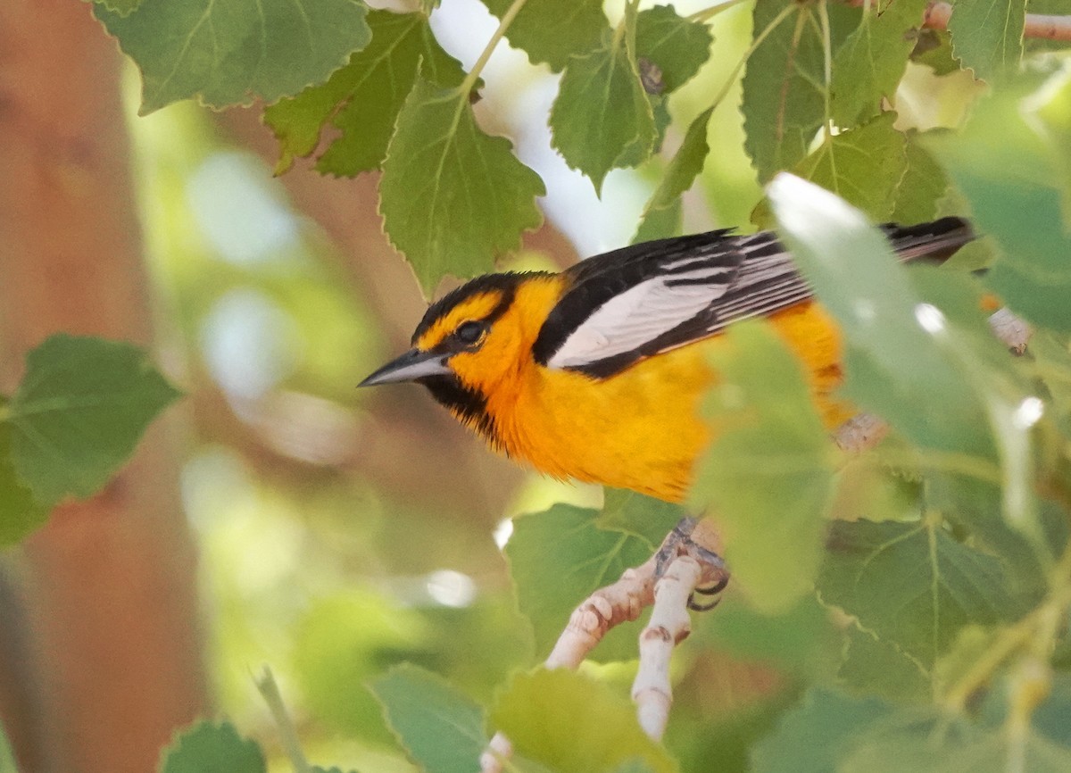 Bullock's Oriole - Cheryl Carlile