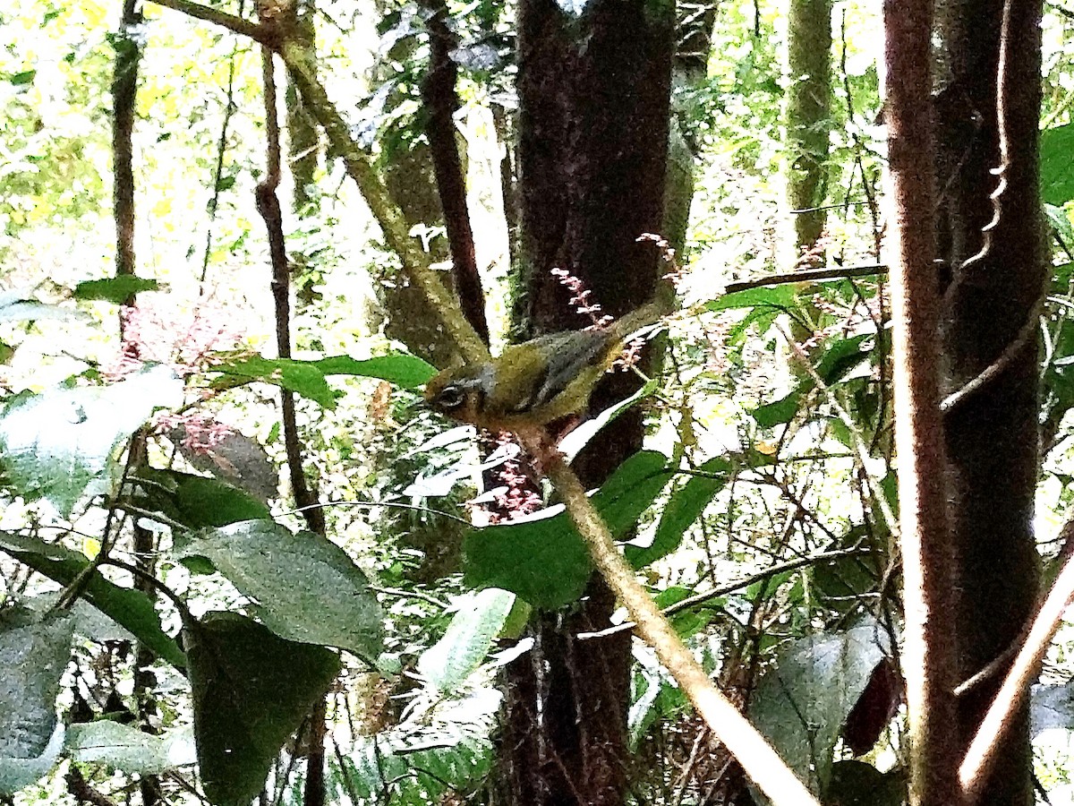 Vireo Alcaudón Orejudo - ML619522537