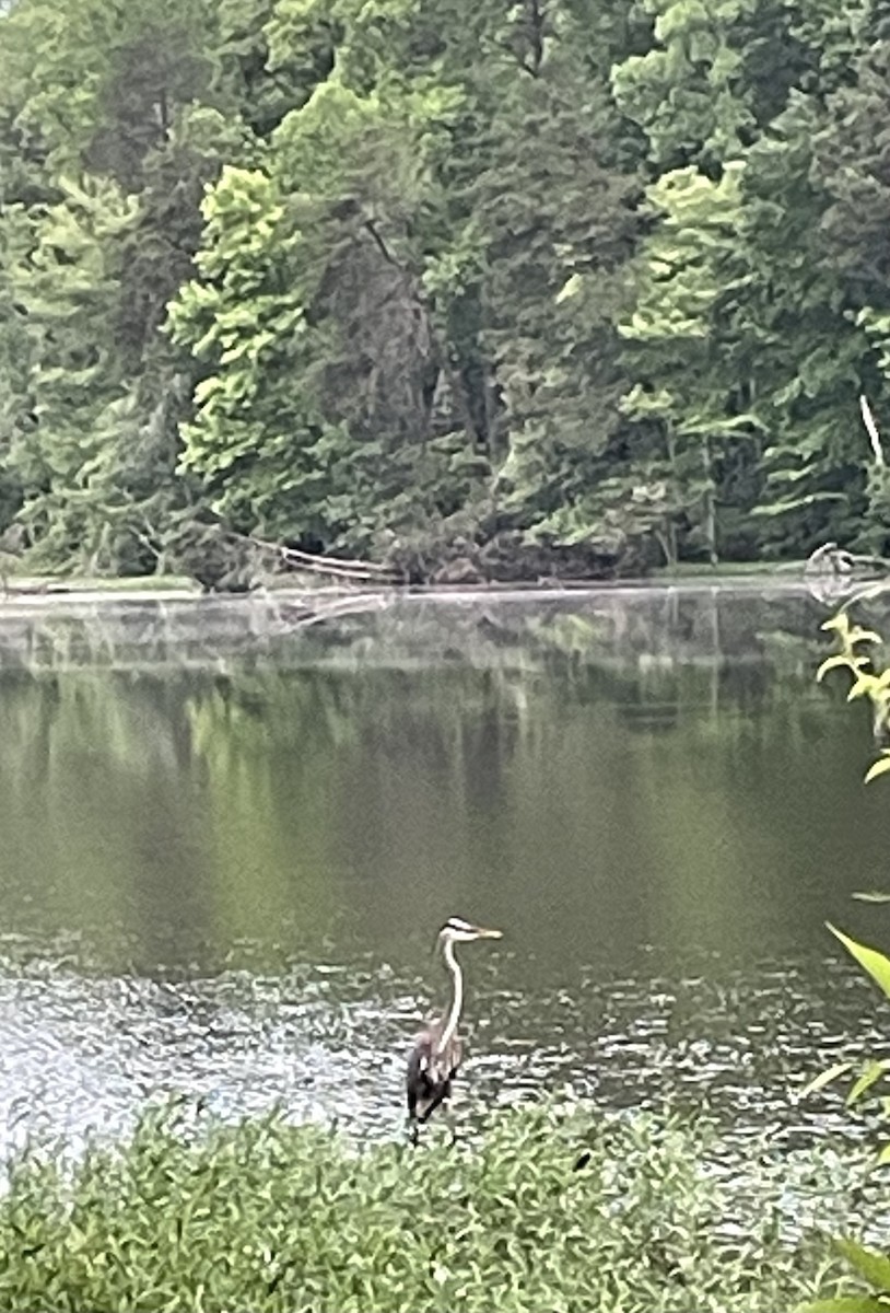 Great Blue Heron - ML619522542