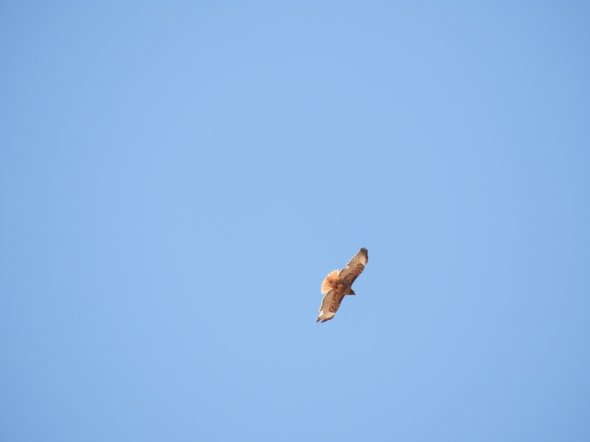 Red-tailed Hawk - Thomas Bürgi