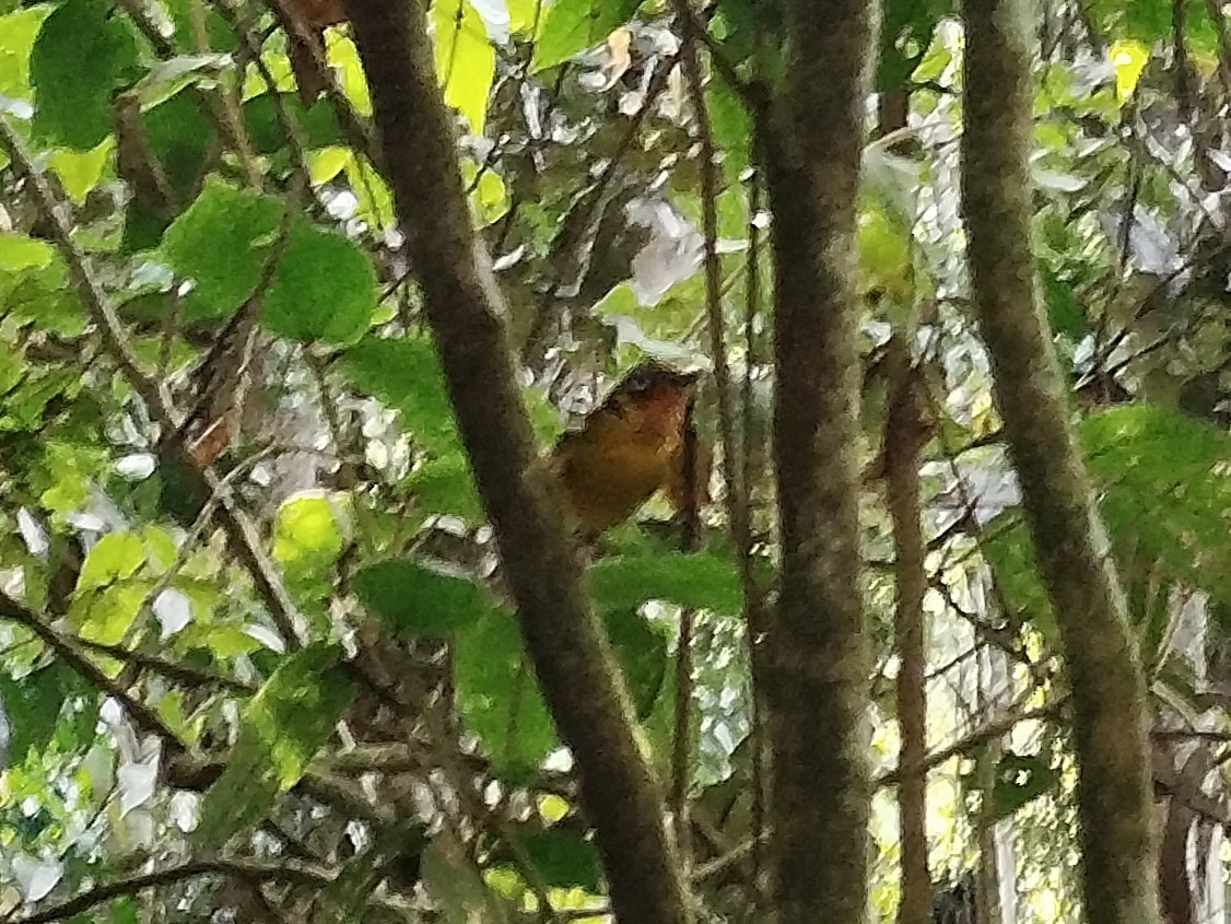 Black-eared Shrike-Babbler - ML619522546