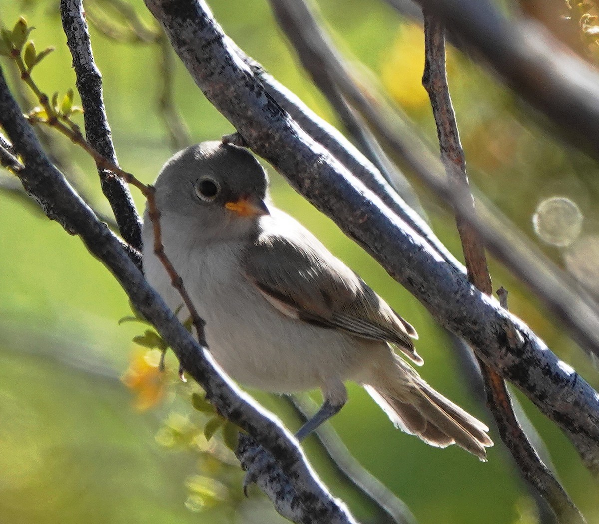 Verdin - Cheryl Carlile