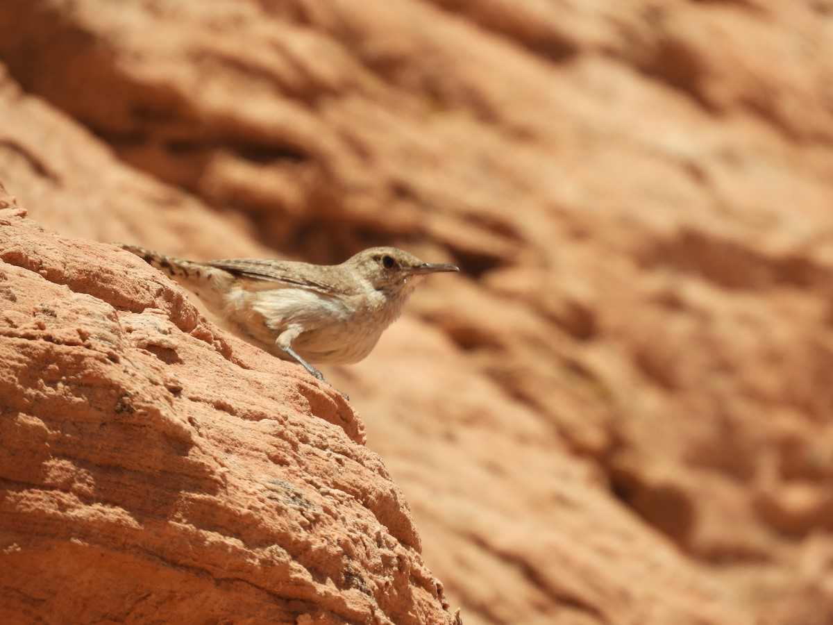 Rock Wren - Thomas Bürgi