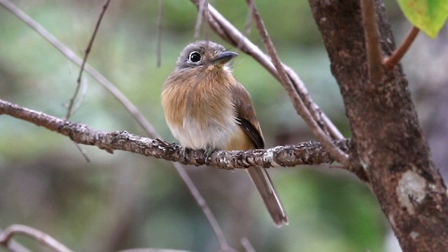 Rusty-breasted Nunlet - ML619522554