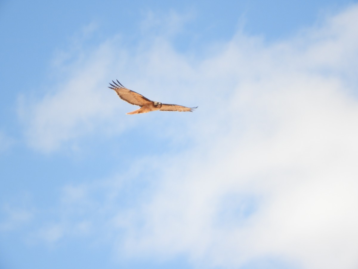 Red-tailed Hawk - Thomas Bürgi