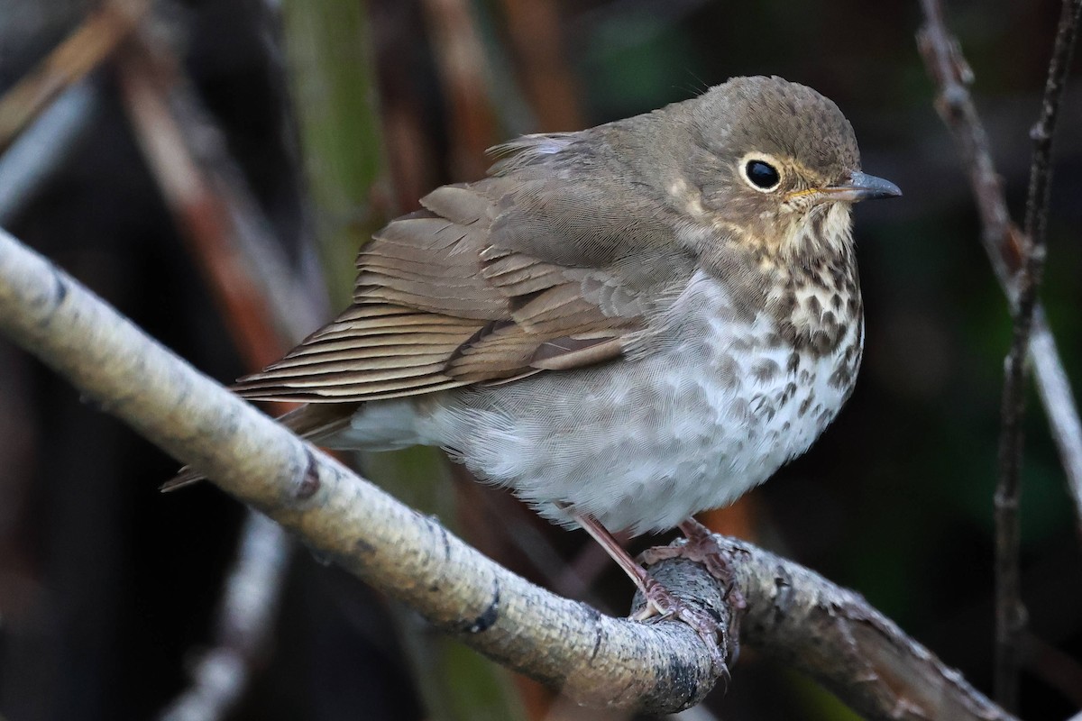 Swainson's Thrush - ML619522558