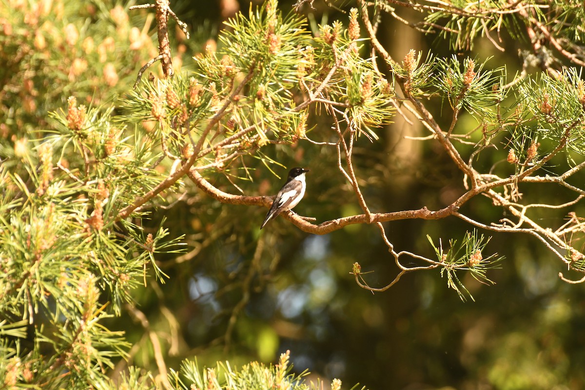 European Pied Flycatcher - Sunanda Vinayachandran