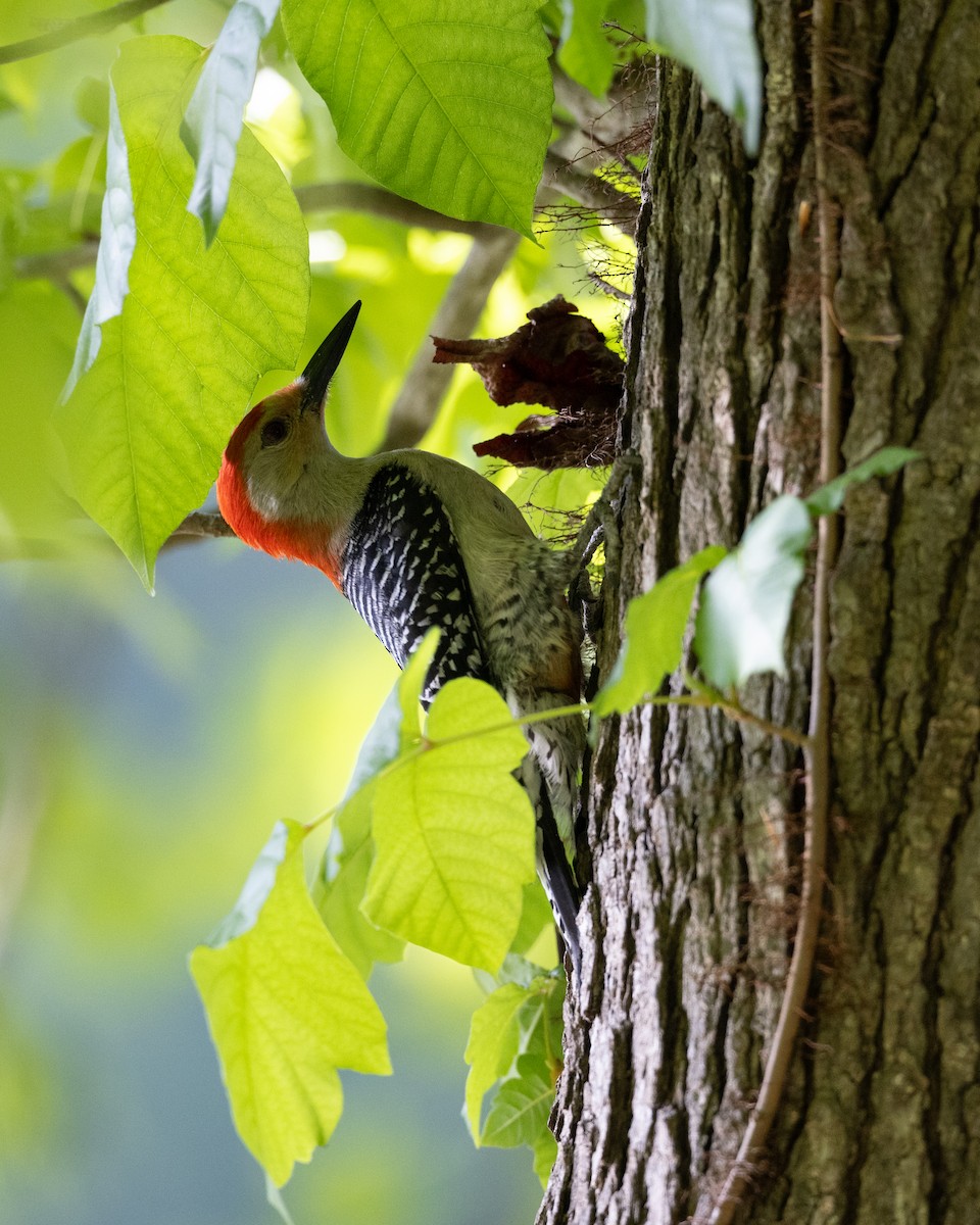 Red-bellied Woodpecker - Varun Sharma