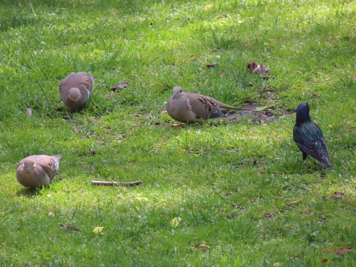 Mourning Dove - Cos .