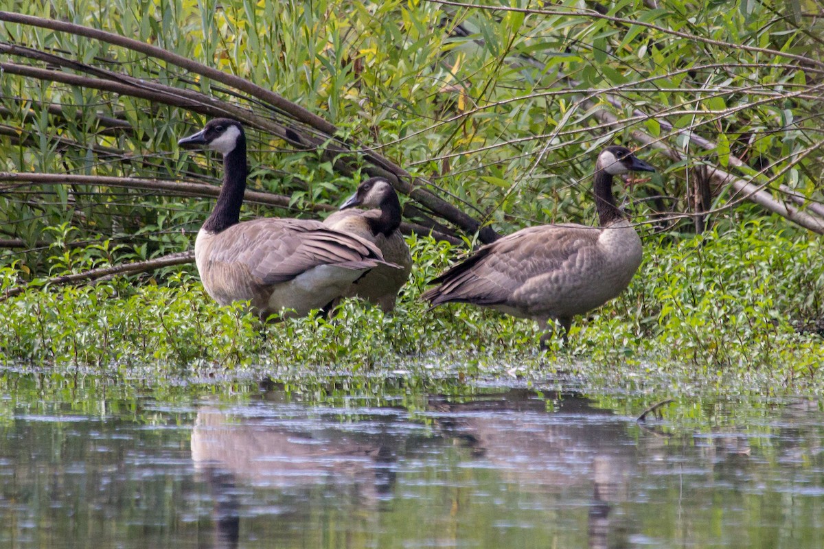 Canada Goose - Rail Whisperer