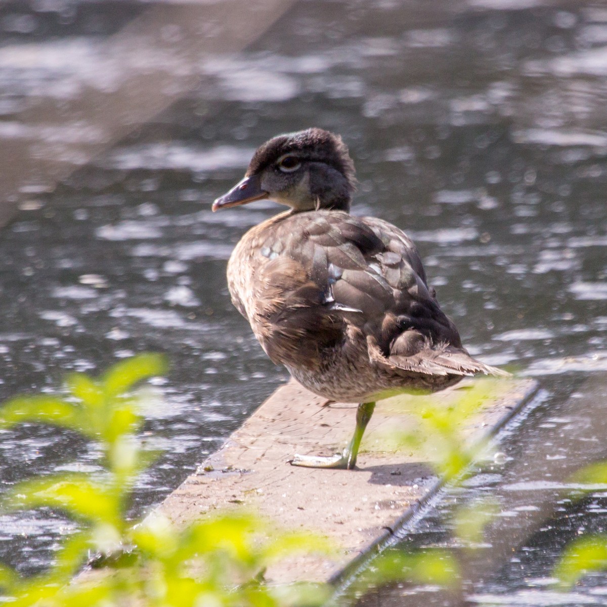 Wood Duck - ML619522575