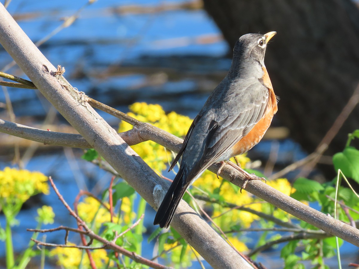 American Robin - Lucas Gentry