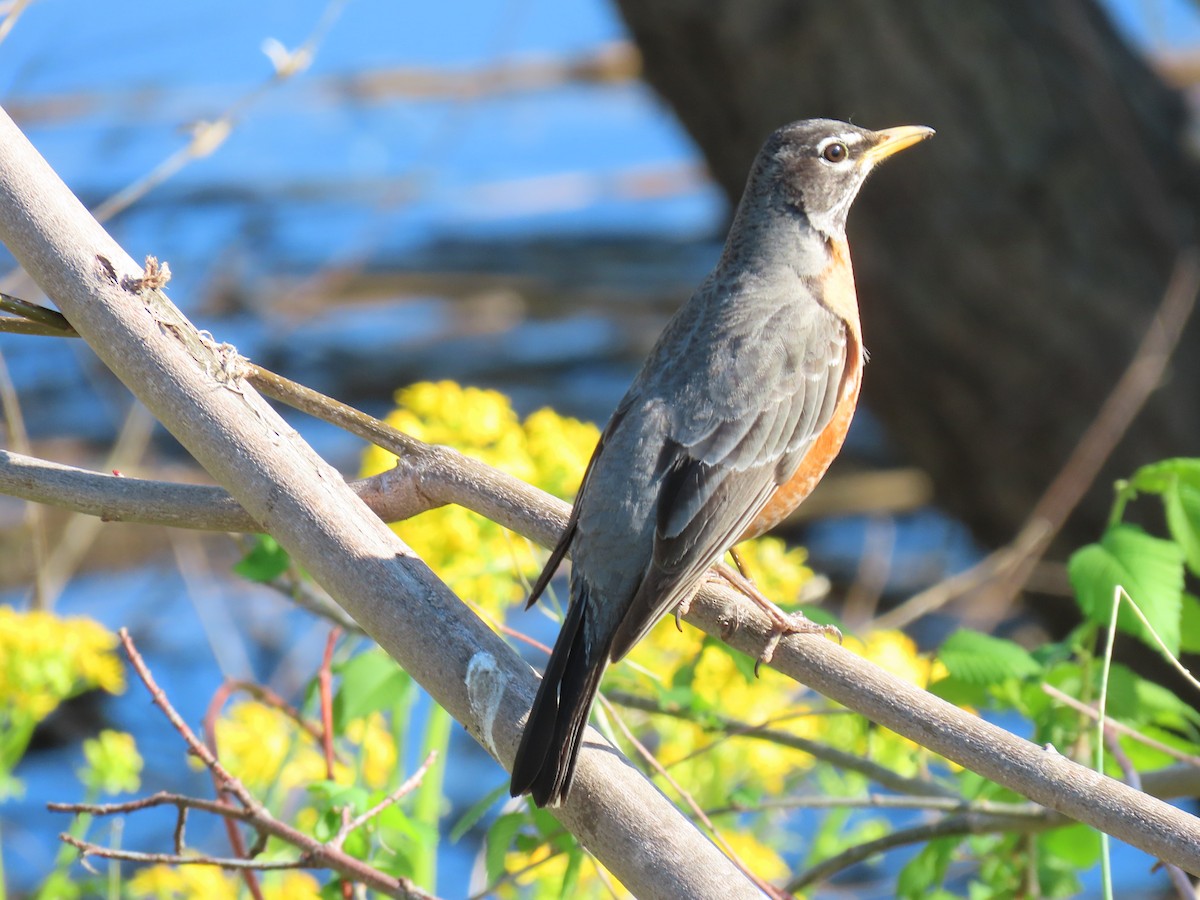 American Robin - Lucas Gentry