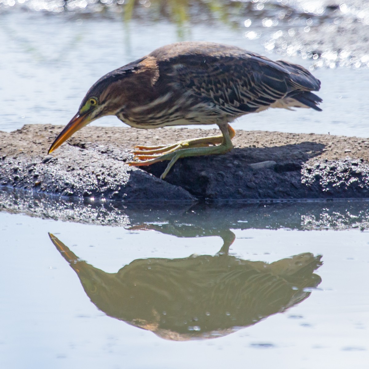 Green Heron - Rail Whisperer