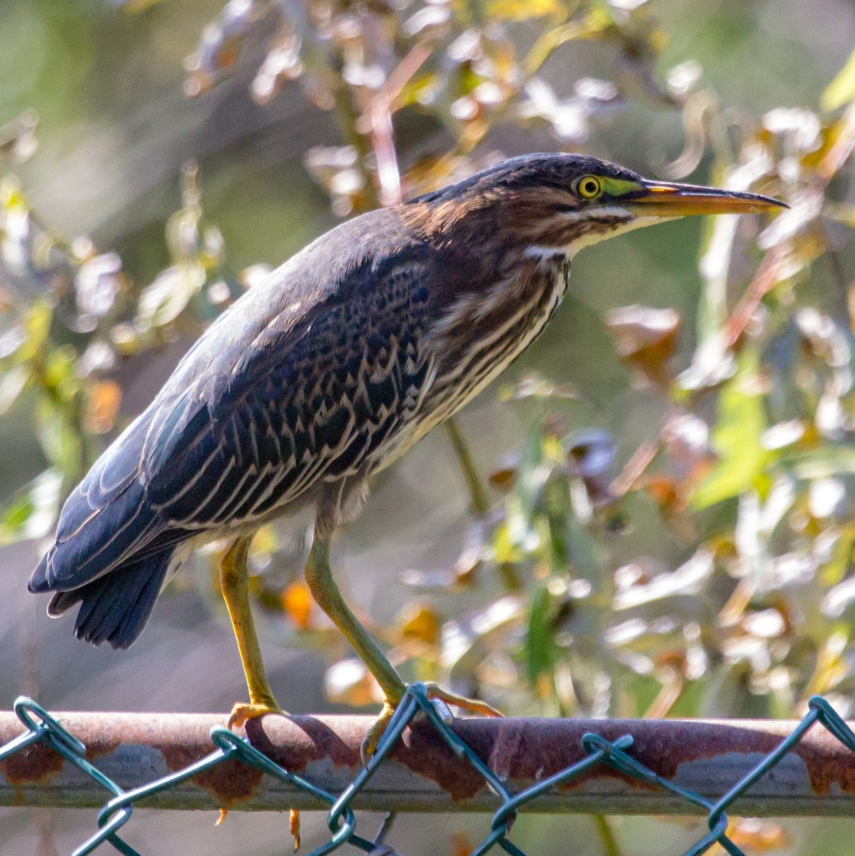 Green Heron - Rail Whisperer