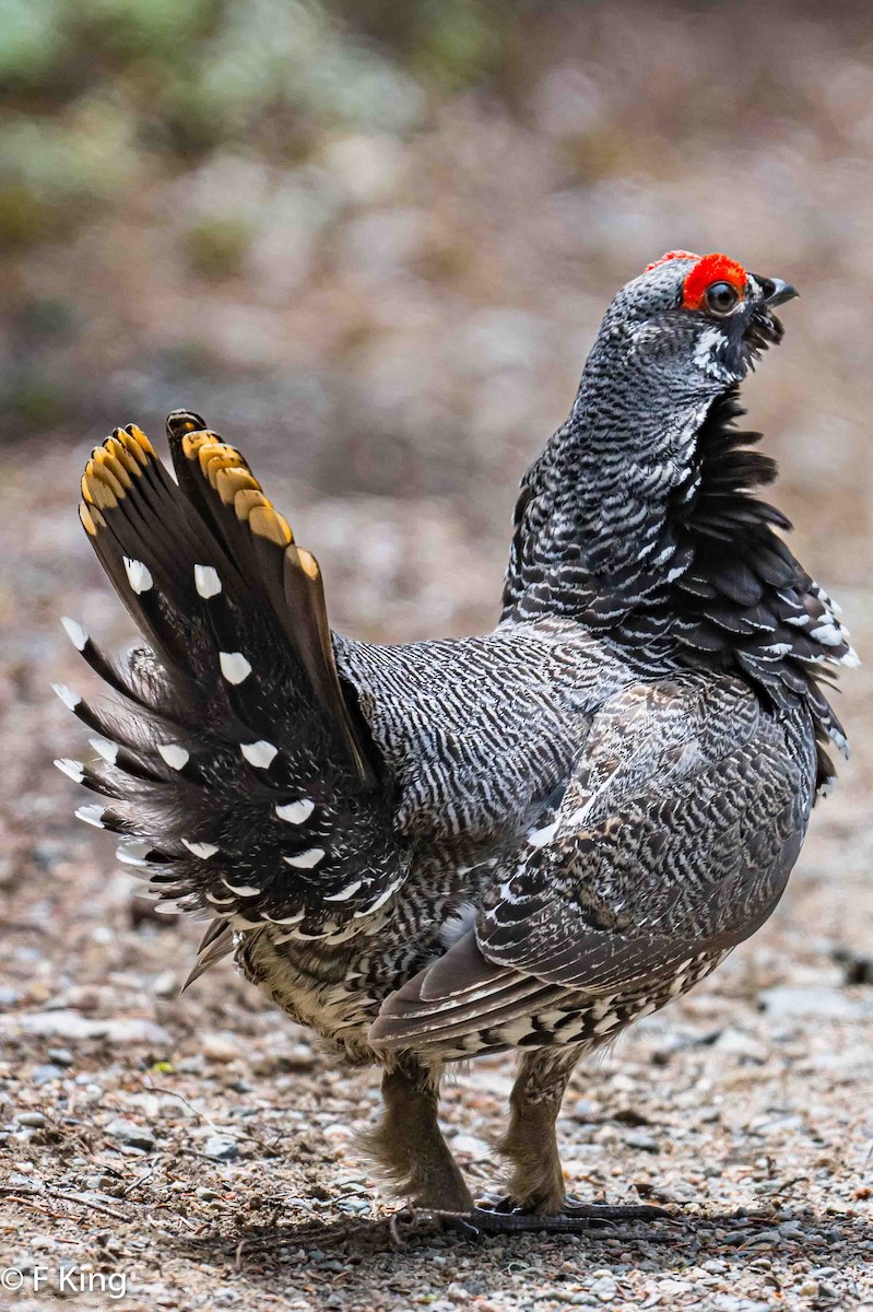 Spruce Grouse - Frank King