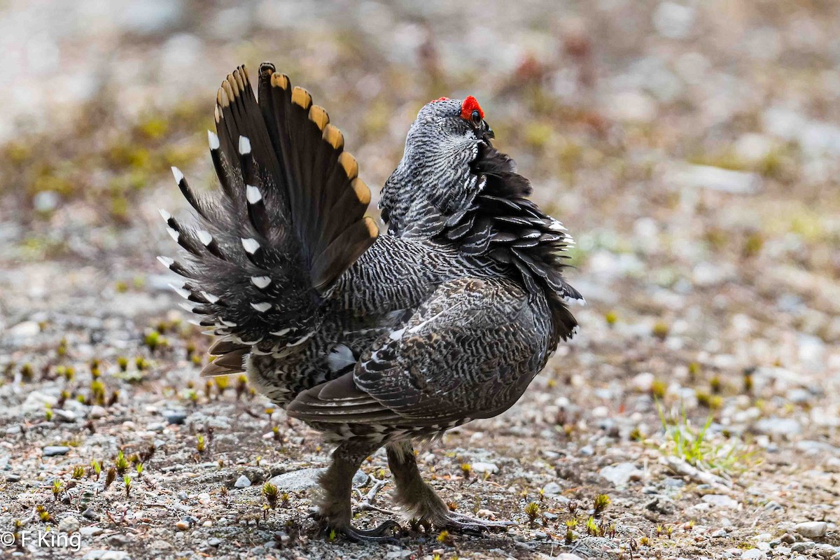 Spruce Grouse - Frank King