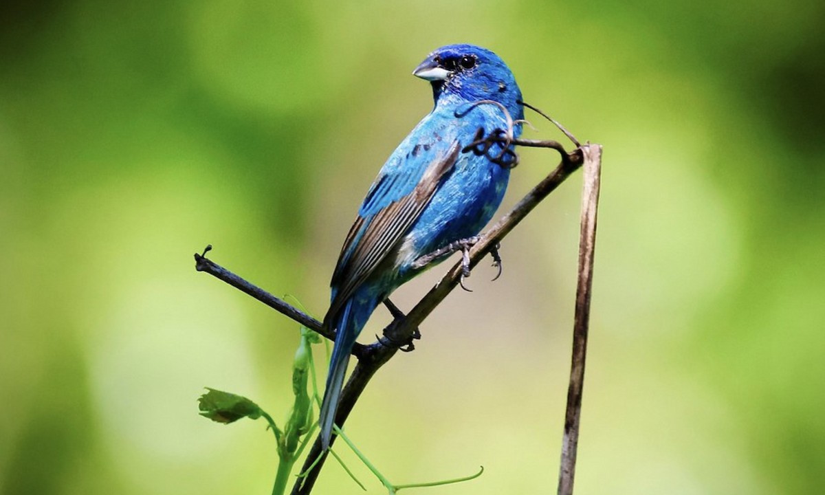 Indigo Bunting - Eric Leene