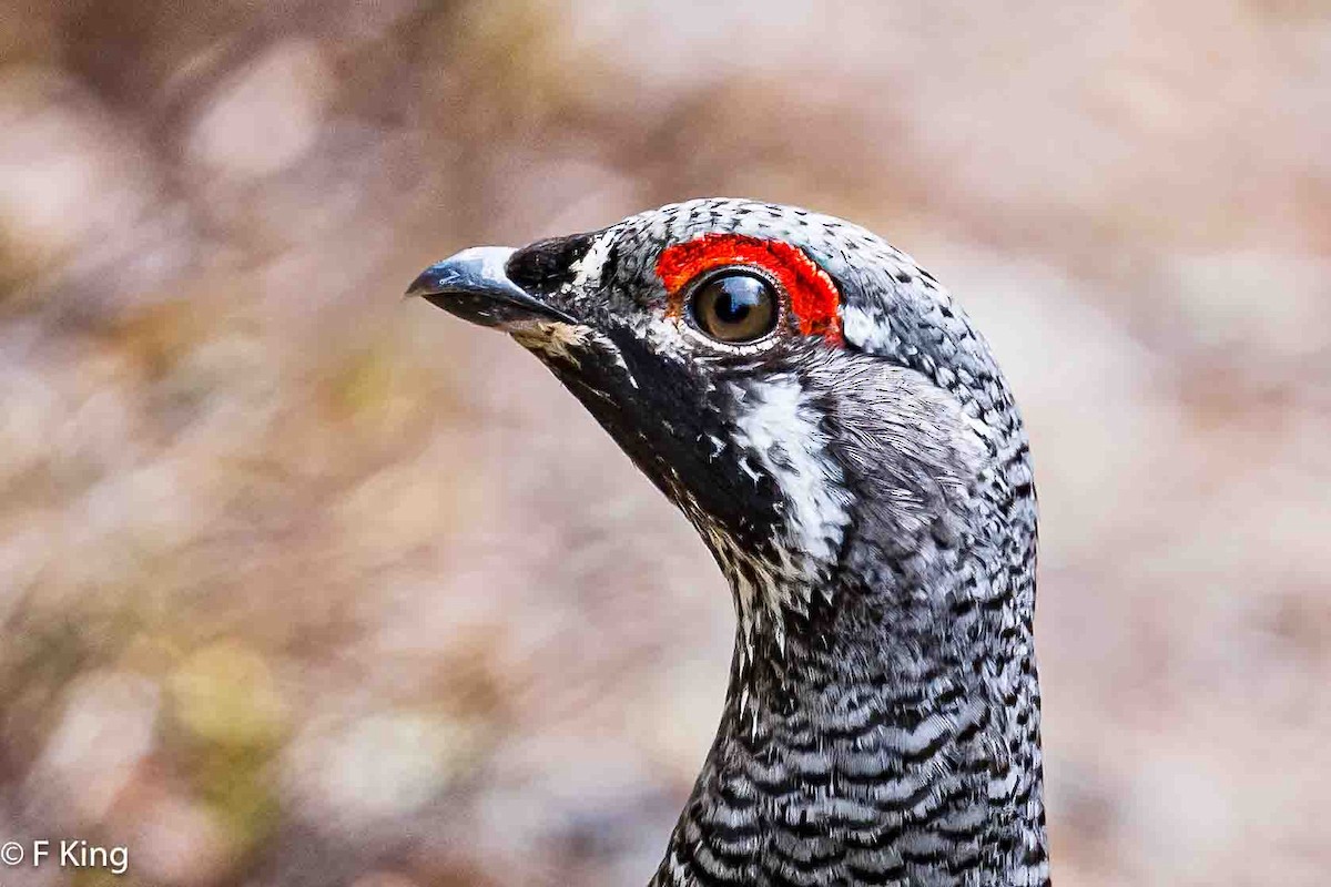 Spruce Grouse - Frank King