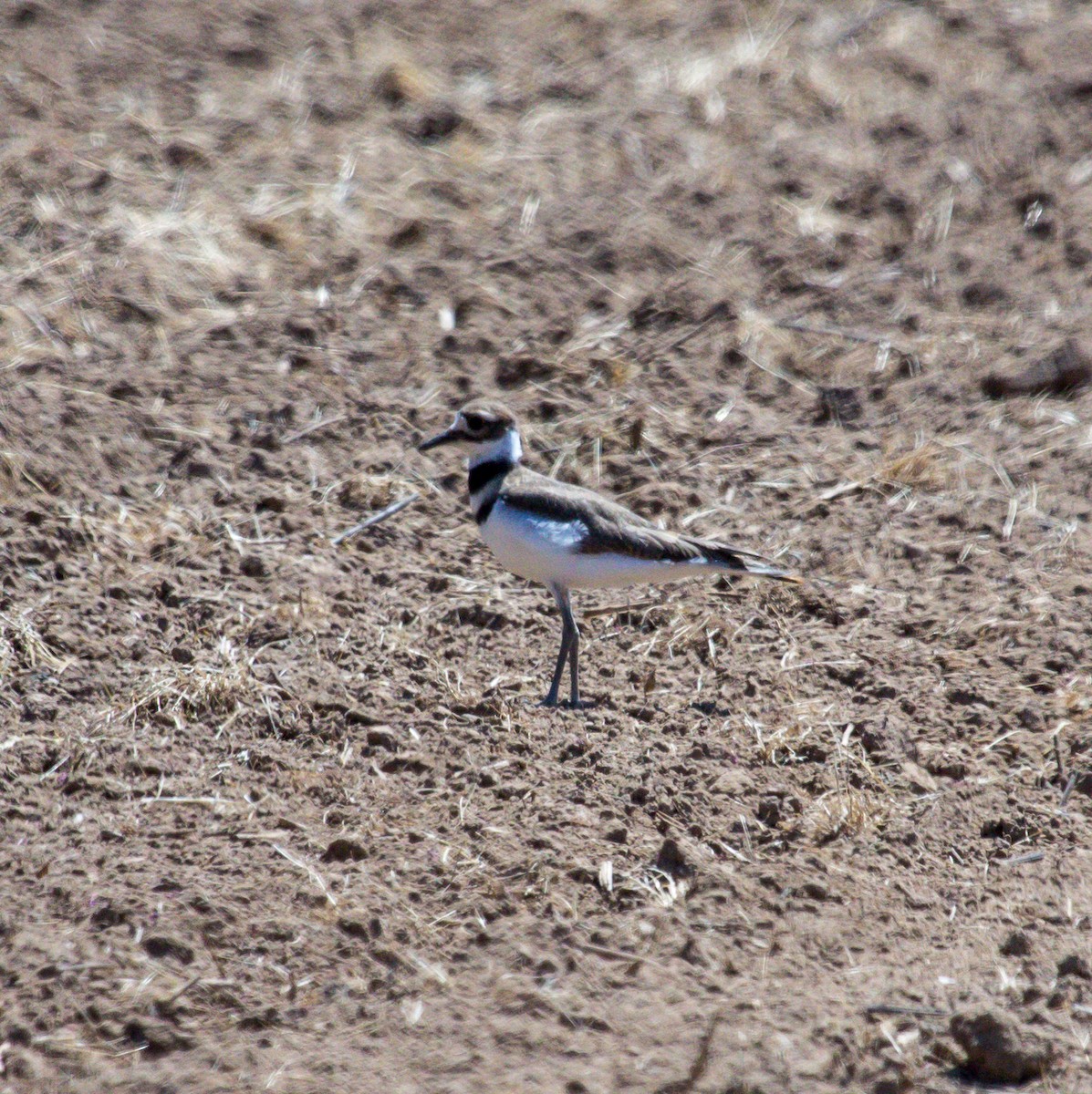 Killdeer - Rail Whisperer