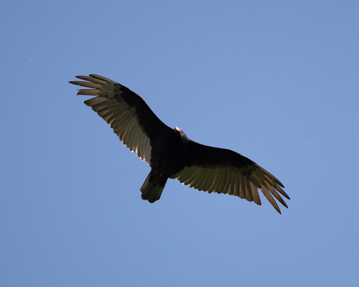 Turkey Vulture - ML619522605