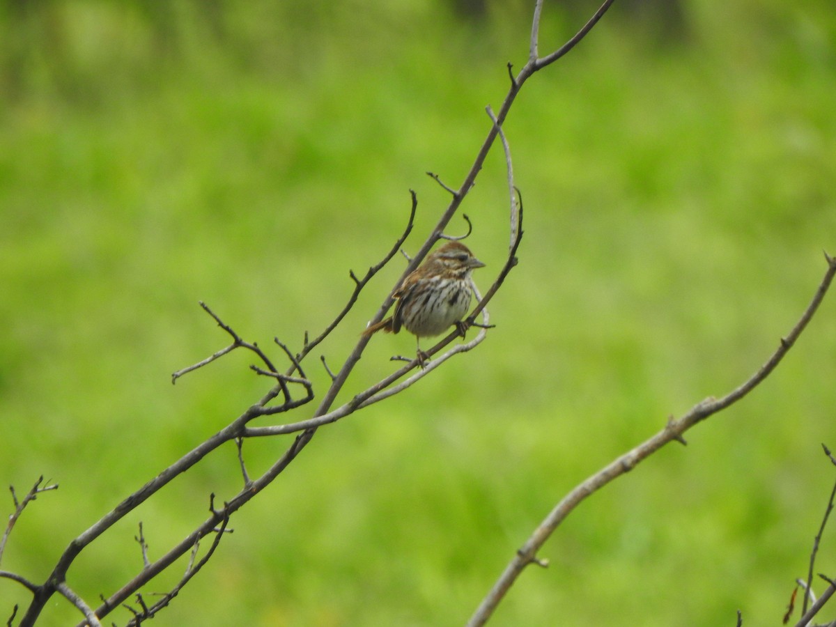 Song Sparrow - Bill Stanley