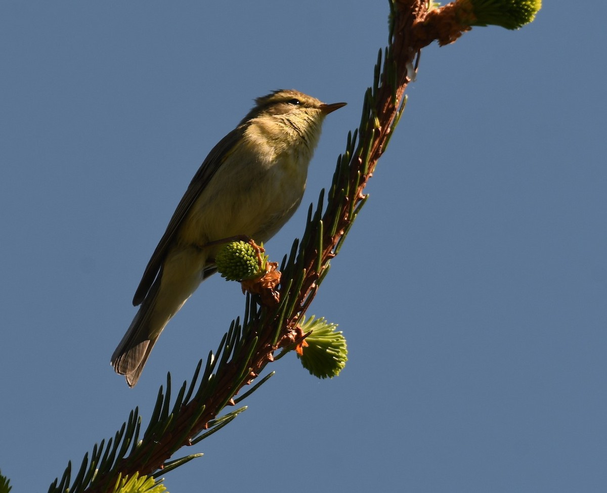 Willow Warbler - Sunanda Vinayachandran