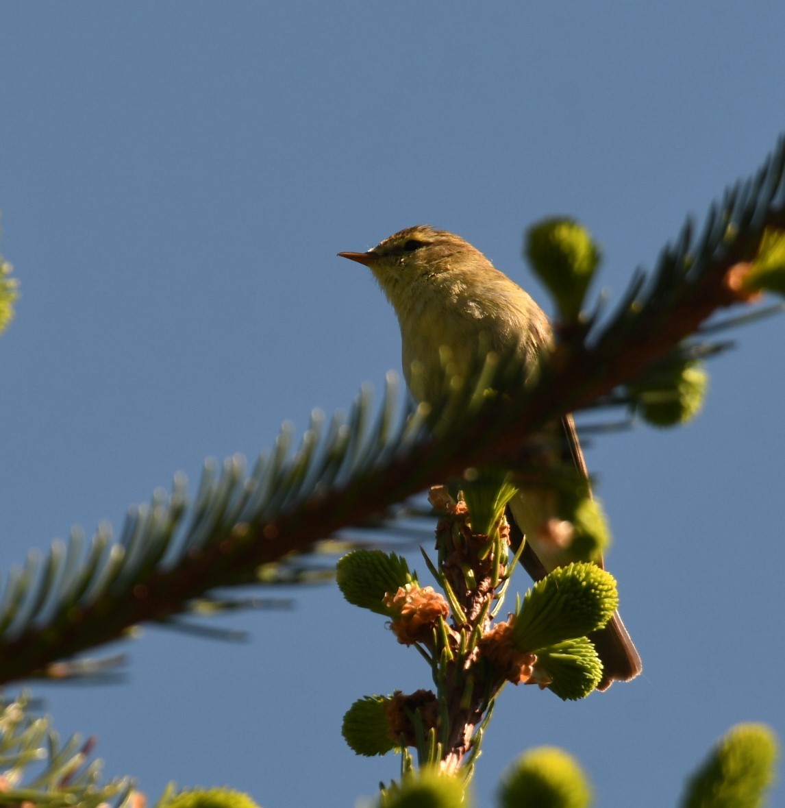 Willow Warbler - Sunanda Vinayachandran