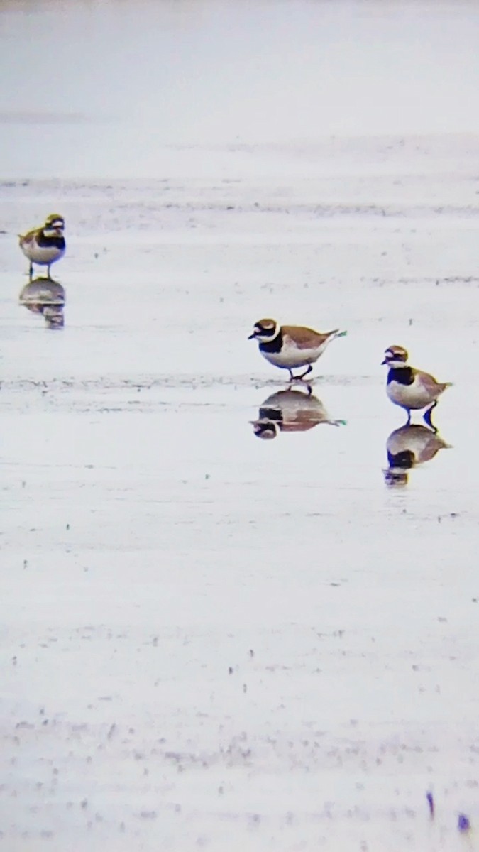 Common Ringed Plover - Laurent Pascual-Le Tallec