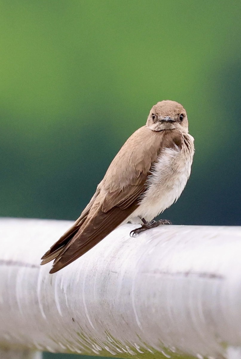 Northern Rough-winged Swallow - Donna Wilder