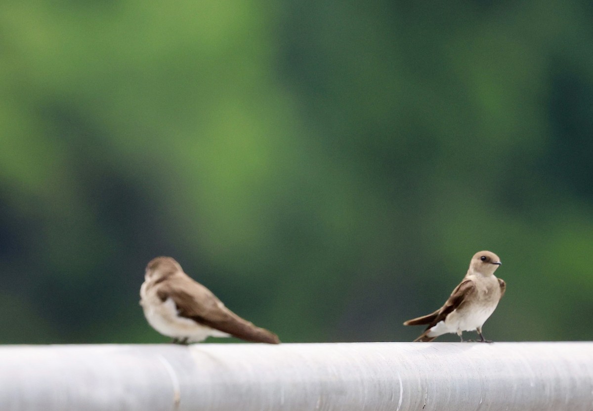 Northern Rough-winged Swallow - Donna Wilder