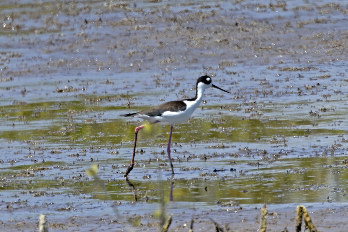 Black-necked Stilt - Edith Auchter