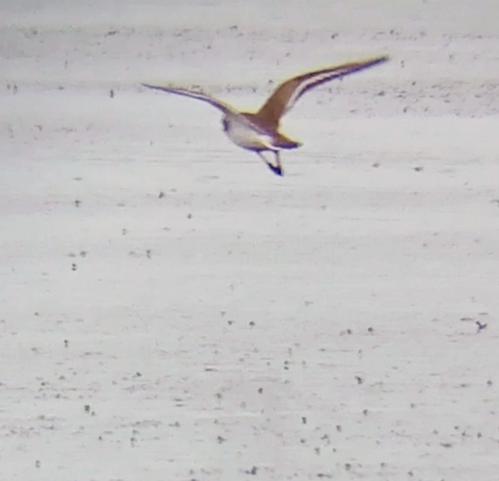 Common Ringed Plover - Laurent Pascual-Le Tallec