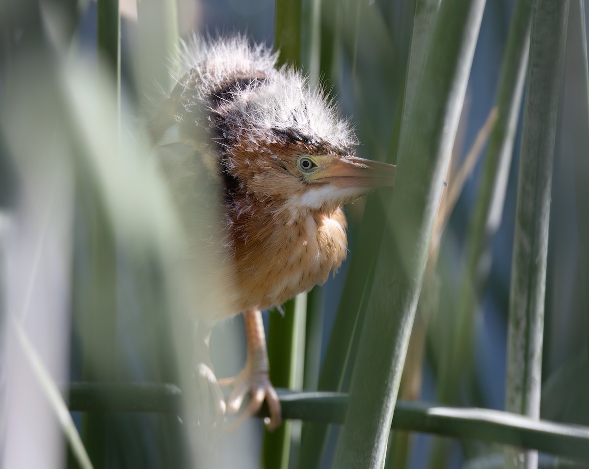 Least Bittern - Cristina Avila