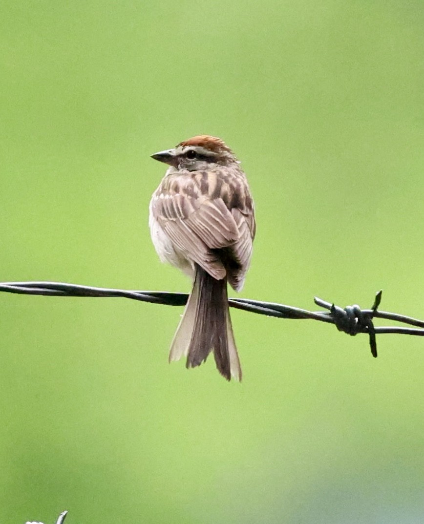 Chipping Sparrow - Donna Wilder