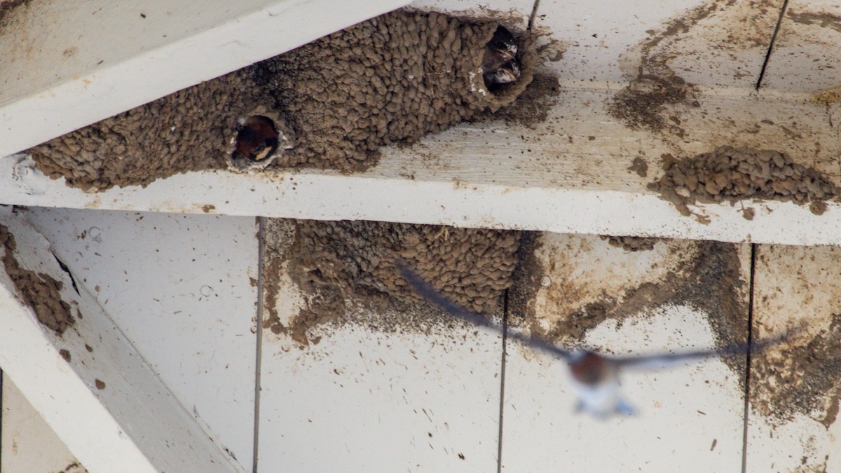 Cliff Swallow - Rail Whisperer