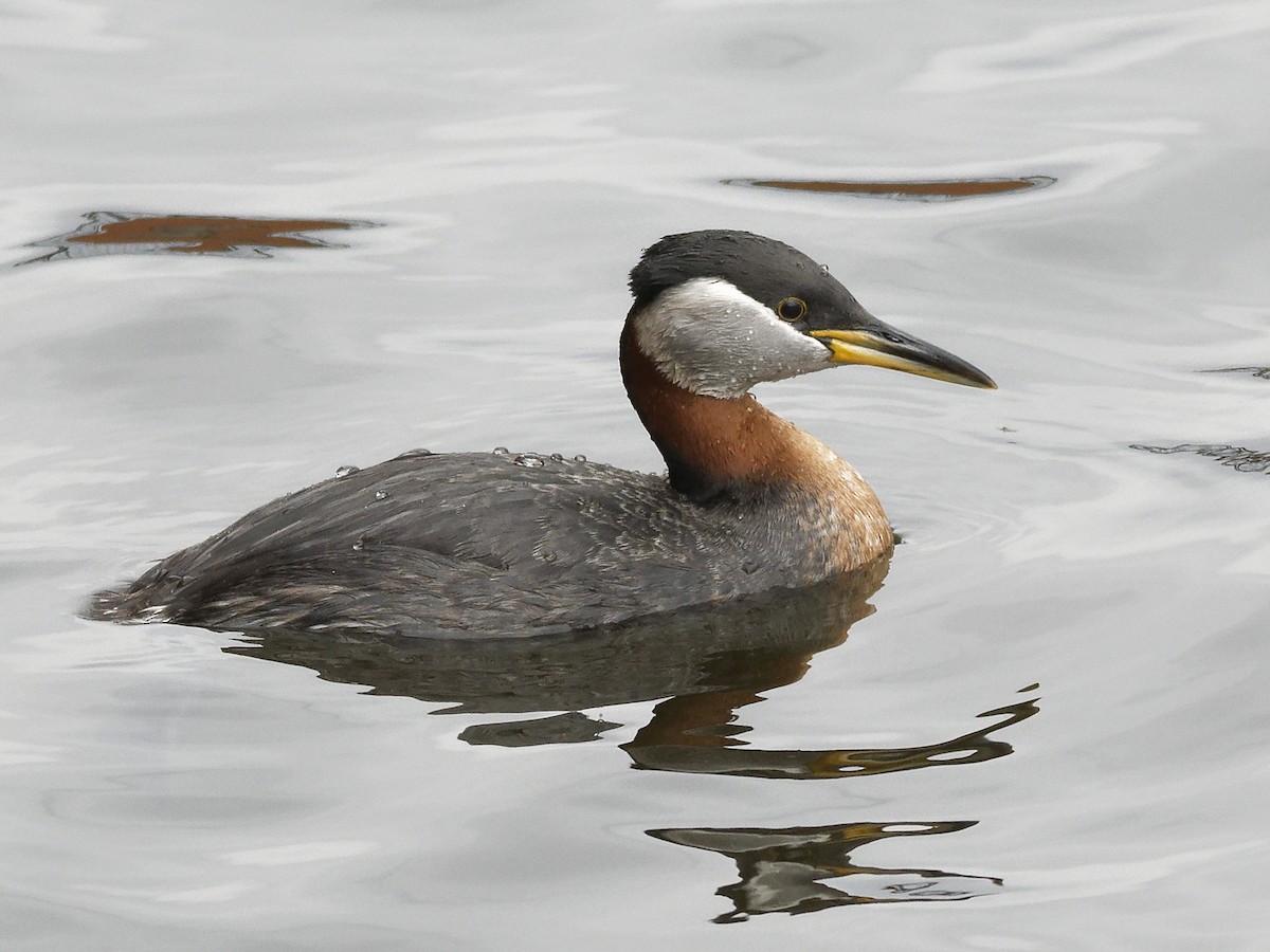 Red-necked Grebe - Edith Holden