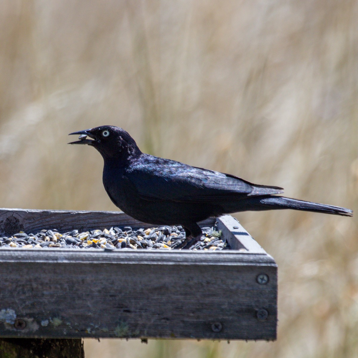 Brewer's Blackbird - Rail Whisperer